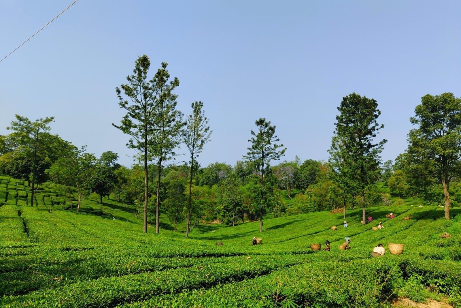 Dharamshala - Tea Gardens
