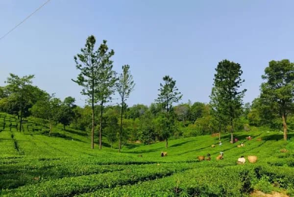 teagarden