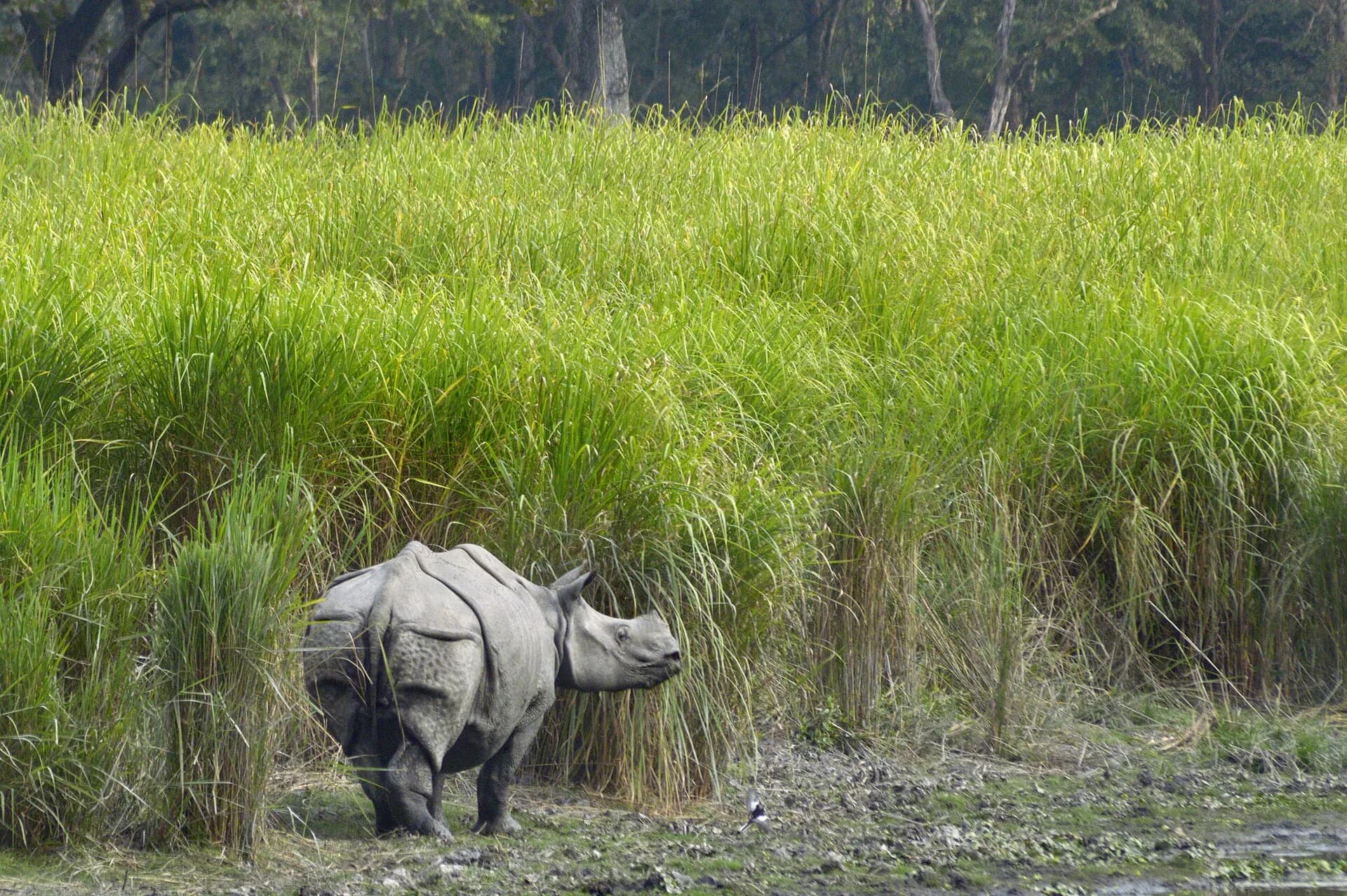 Kaziranga Reopens: A Guwahati Self-Drive Safari Weekend