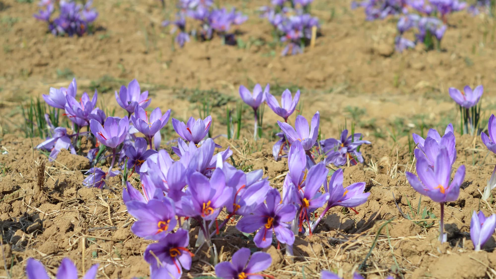 Drive South from Srinagar to the Saffron Fields and Avantipora
