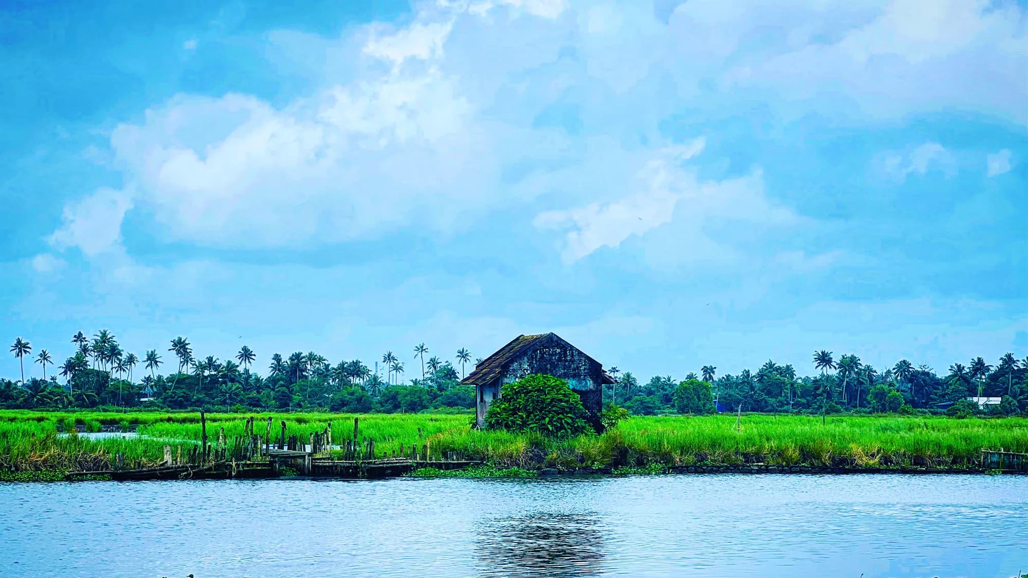 Pokkali, Herons and Island Lanes: Kadamakkudy by Bike from Cochin