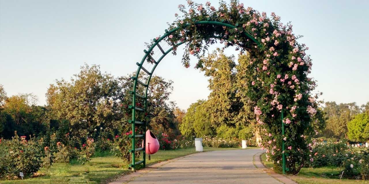 Rose Garden & Sector 17