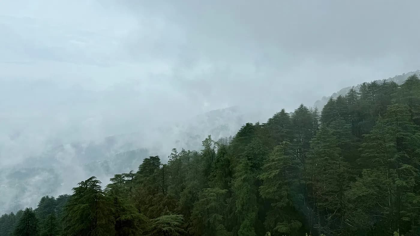 Deodar forests of Shimla in the monsoon