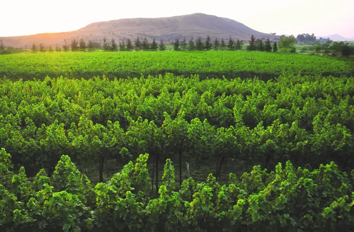 Sula Vineyards near Nashik — top place to explore on a Hire N Ride trip