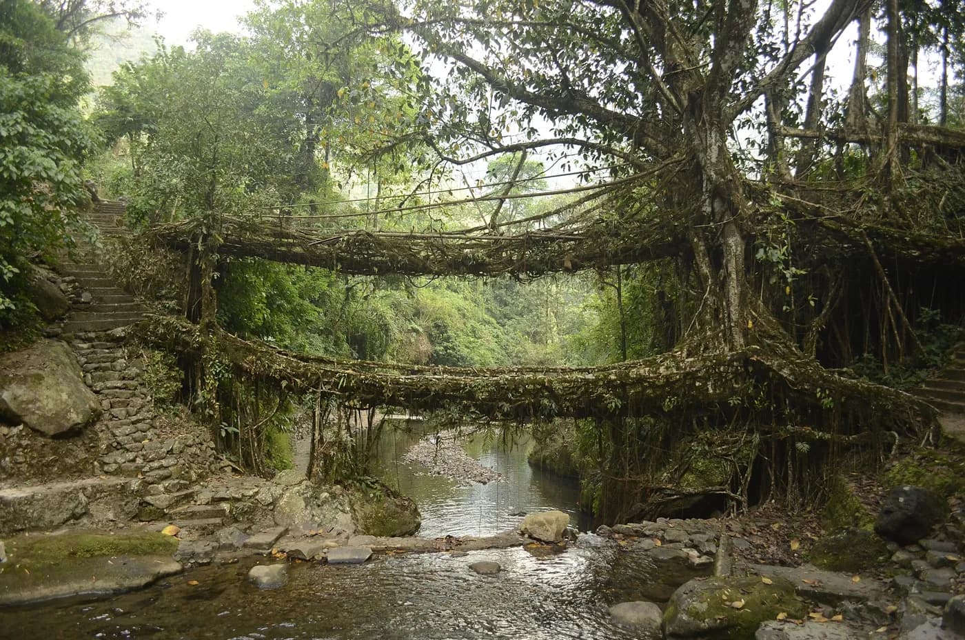 Living root bridges at Nongriat village