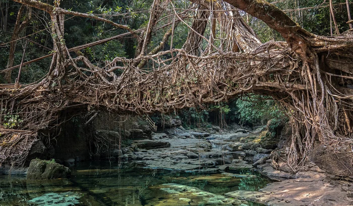 Living Root Bridge Walks in Shillong — things to do on a Hire N Ride trip