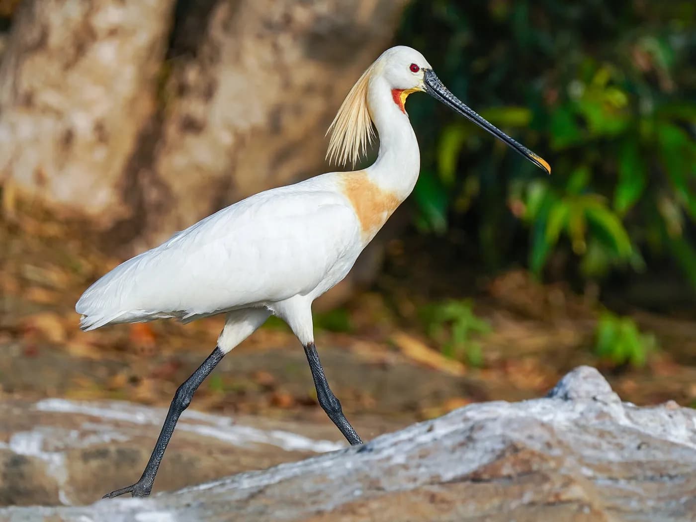 Ranganathittu Bird Sanctuary in Mysore — things to do on a Hire N Ride trip