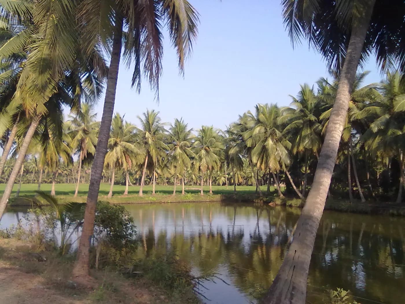 Coconut palms near Amalapuram
