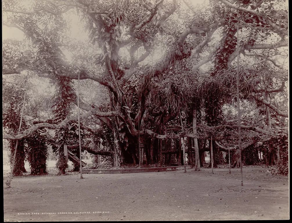 Indian Botanic Garden near Howrah — top place to explore on a Hire N Ride trip