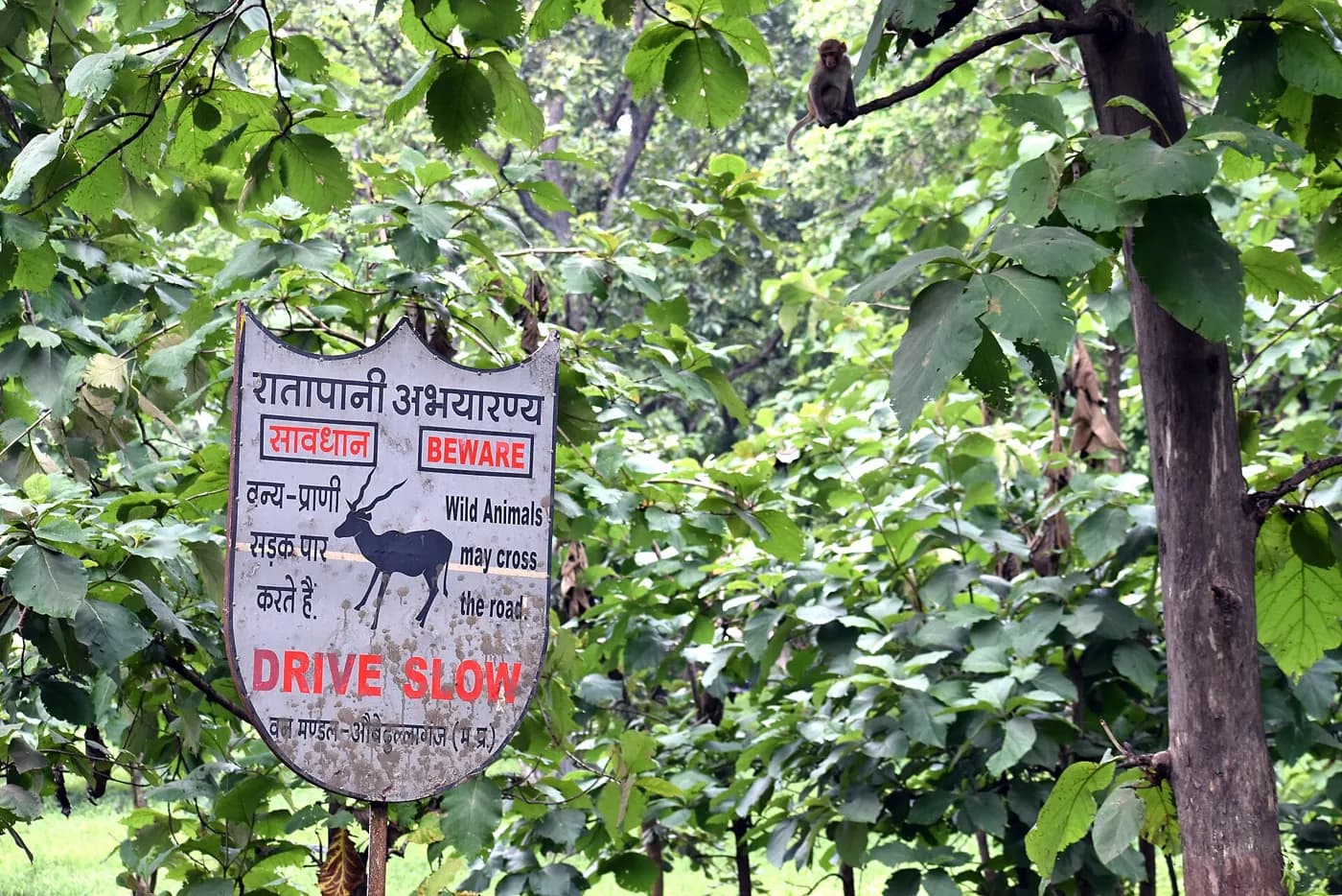 Ratapani Tiger Reserve near Bhopal — top place to explore on a Hire N Ride trip