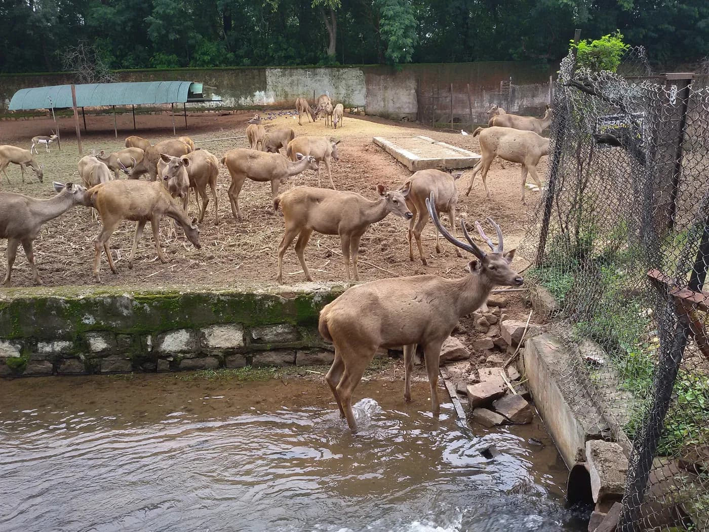 Nandan Van Zoo and Safari, Naya Raipur near Kumhari — top place to explore on a Hire N Ride trip