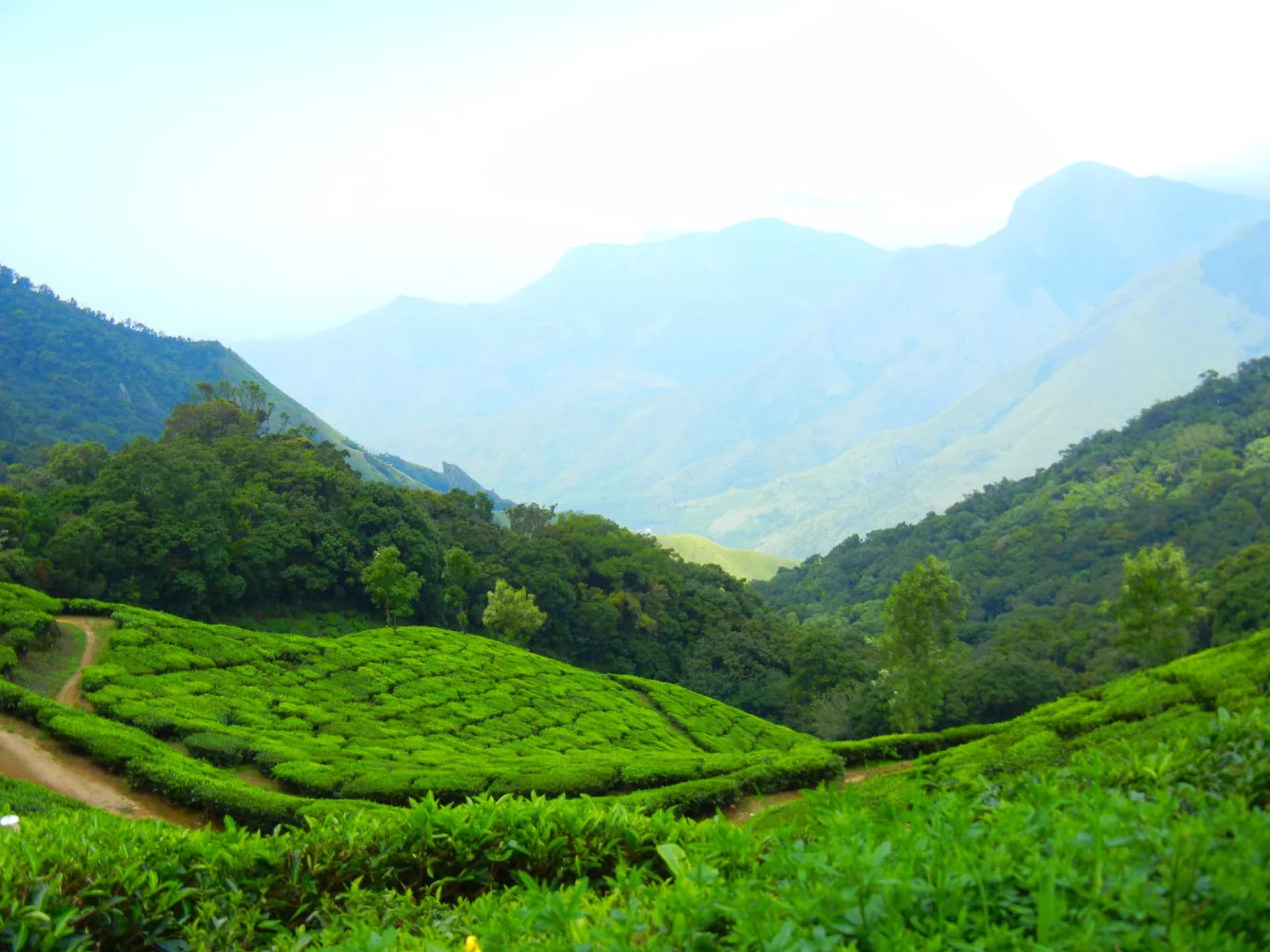 Can You Drive Cochin to Munnar as a Weekend Self-Drive Trip?