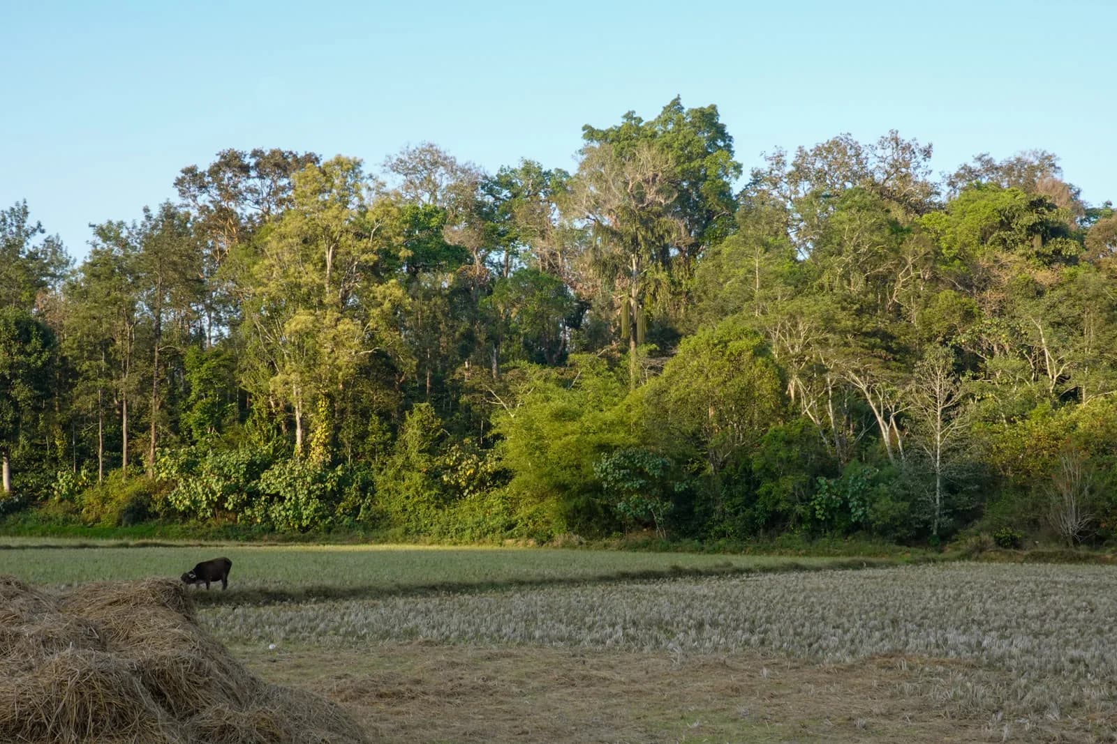 Is Coorg Worth a Gandhi Jayanti Self-Drive from Bangalore?