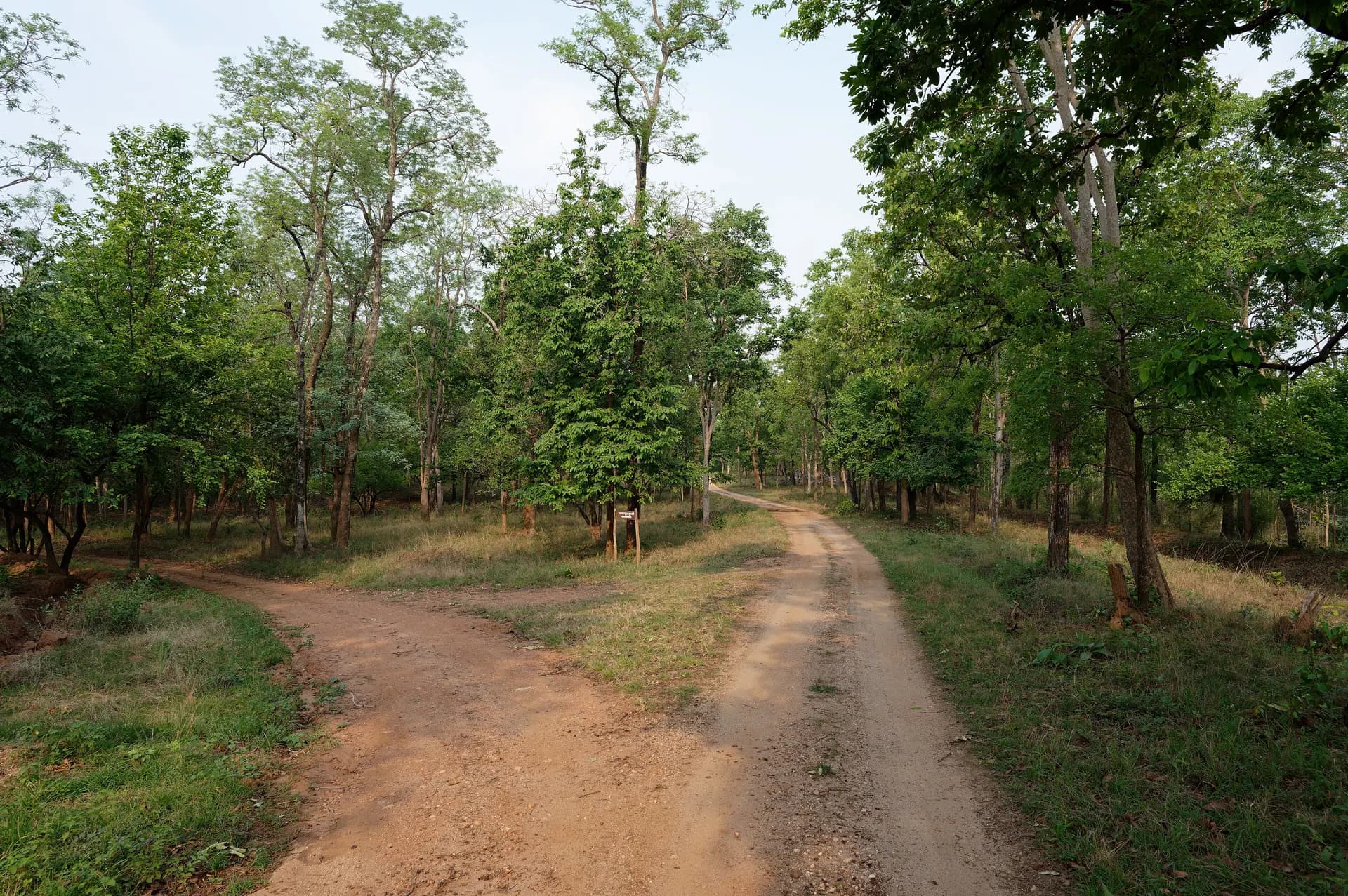 Morning Slot at Turia: A Nagpur Self-Drive Pench Safari