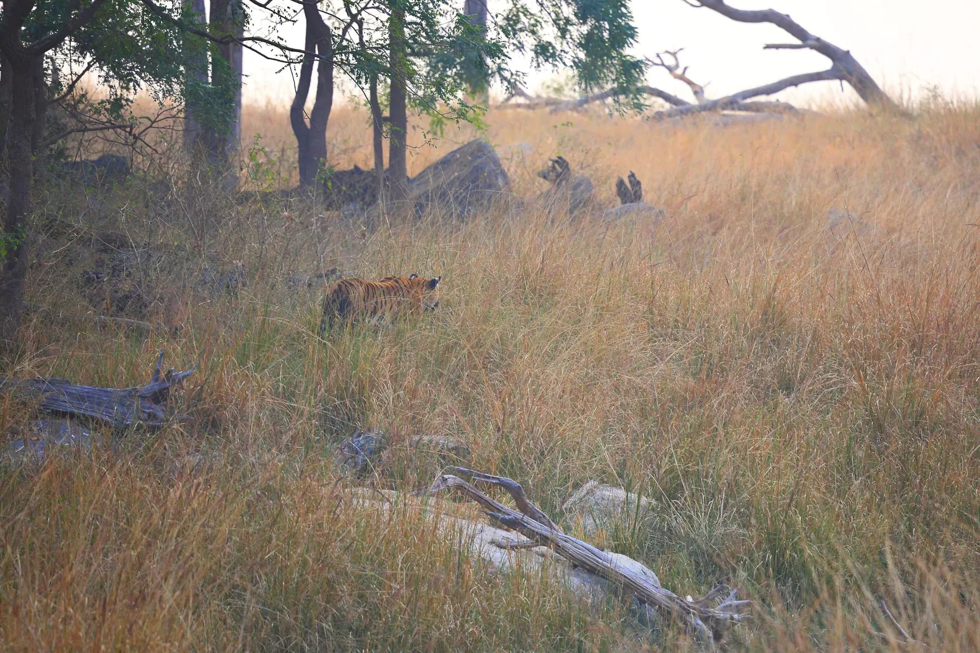 Morning Slot at Turia: A Nagpur Self-Drive Pench Safari