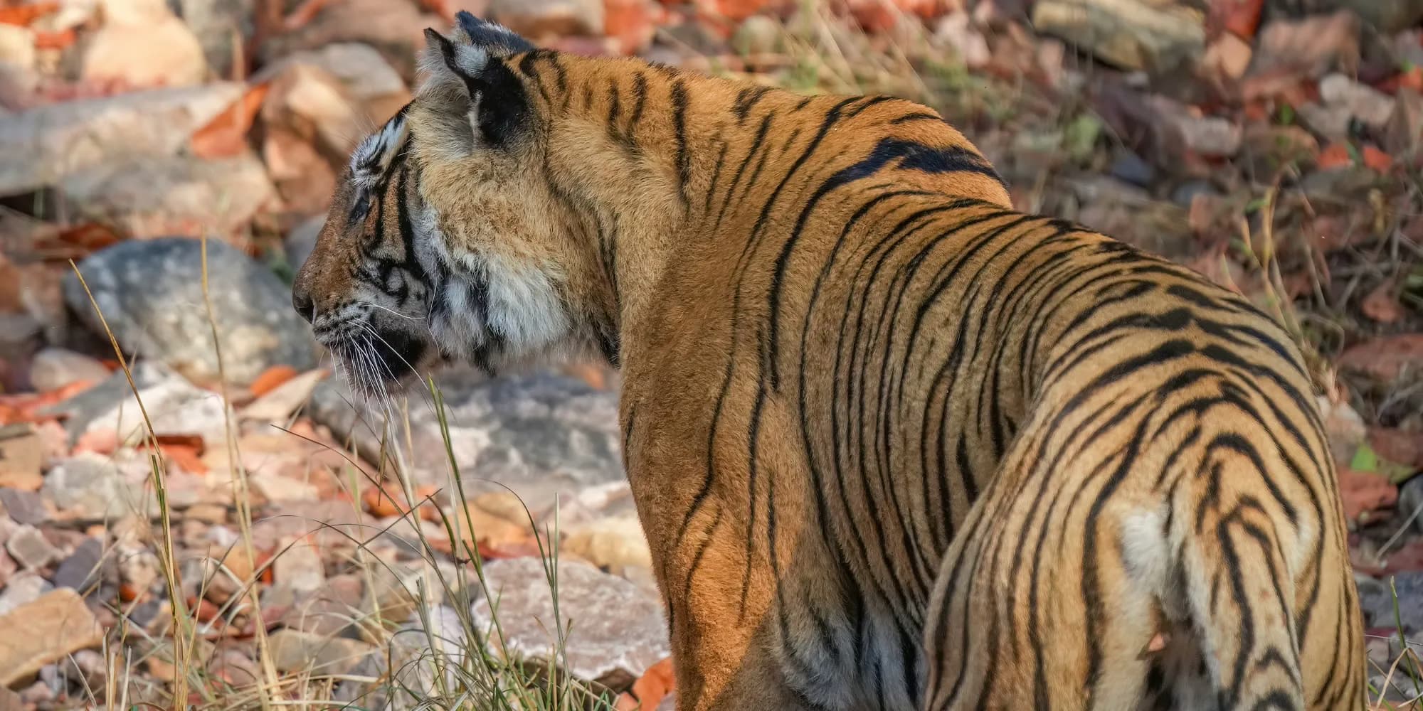 From Jaipur, Your Car Reaches Ranthambore and a Gypsy Finds the Tigers