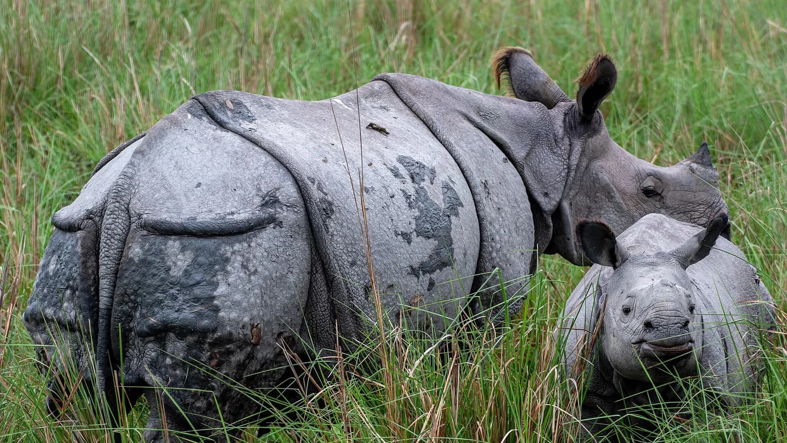 Pobitora Is Open Again, and Its Rhinos Are a Short Drive from Guwahati