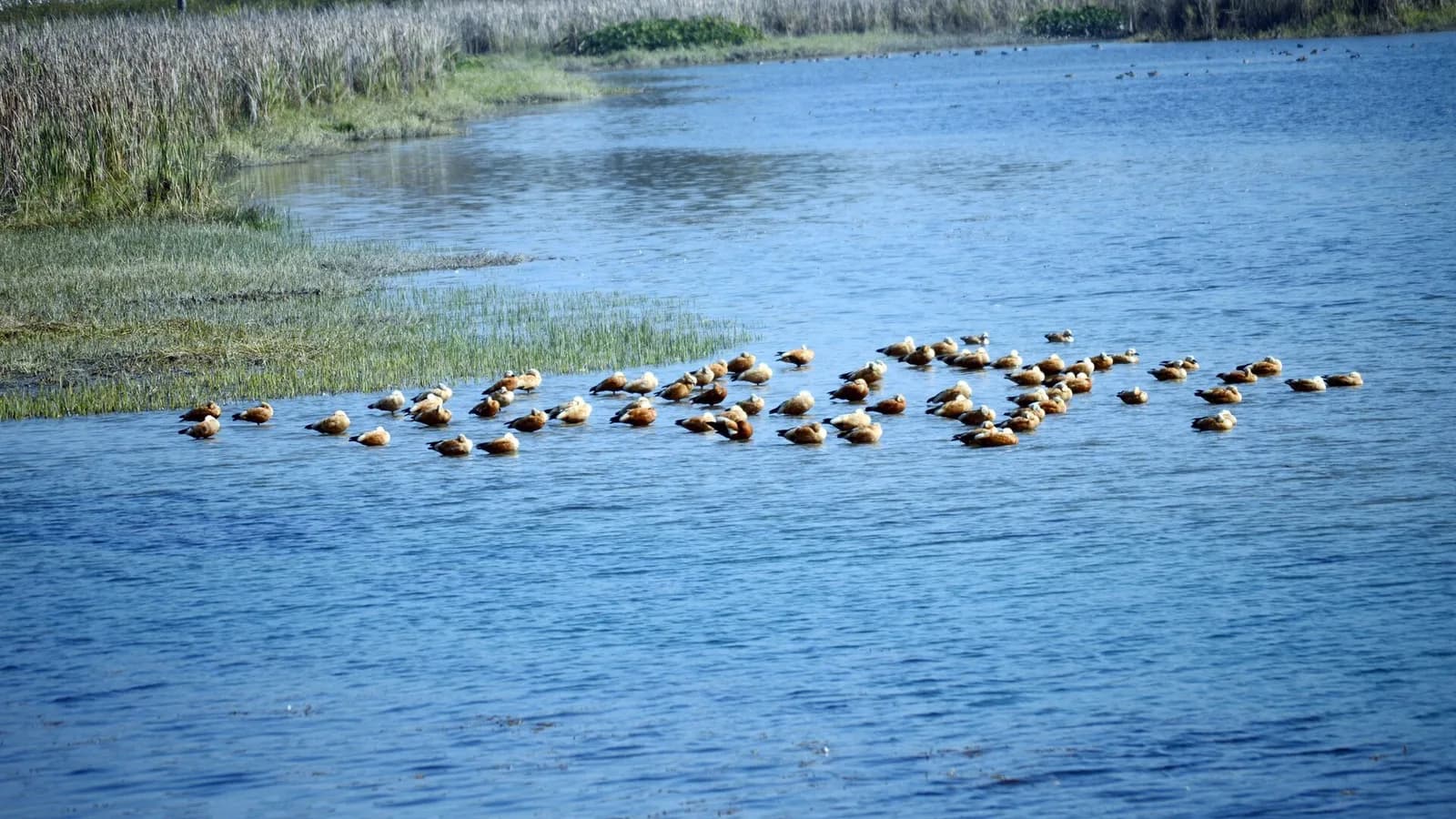 You Can Watch Asan's Shelducks Arrive and Be Back in Dehradun by Dark