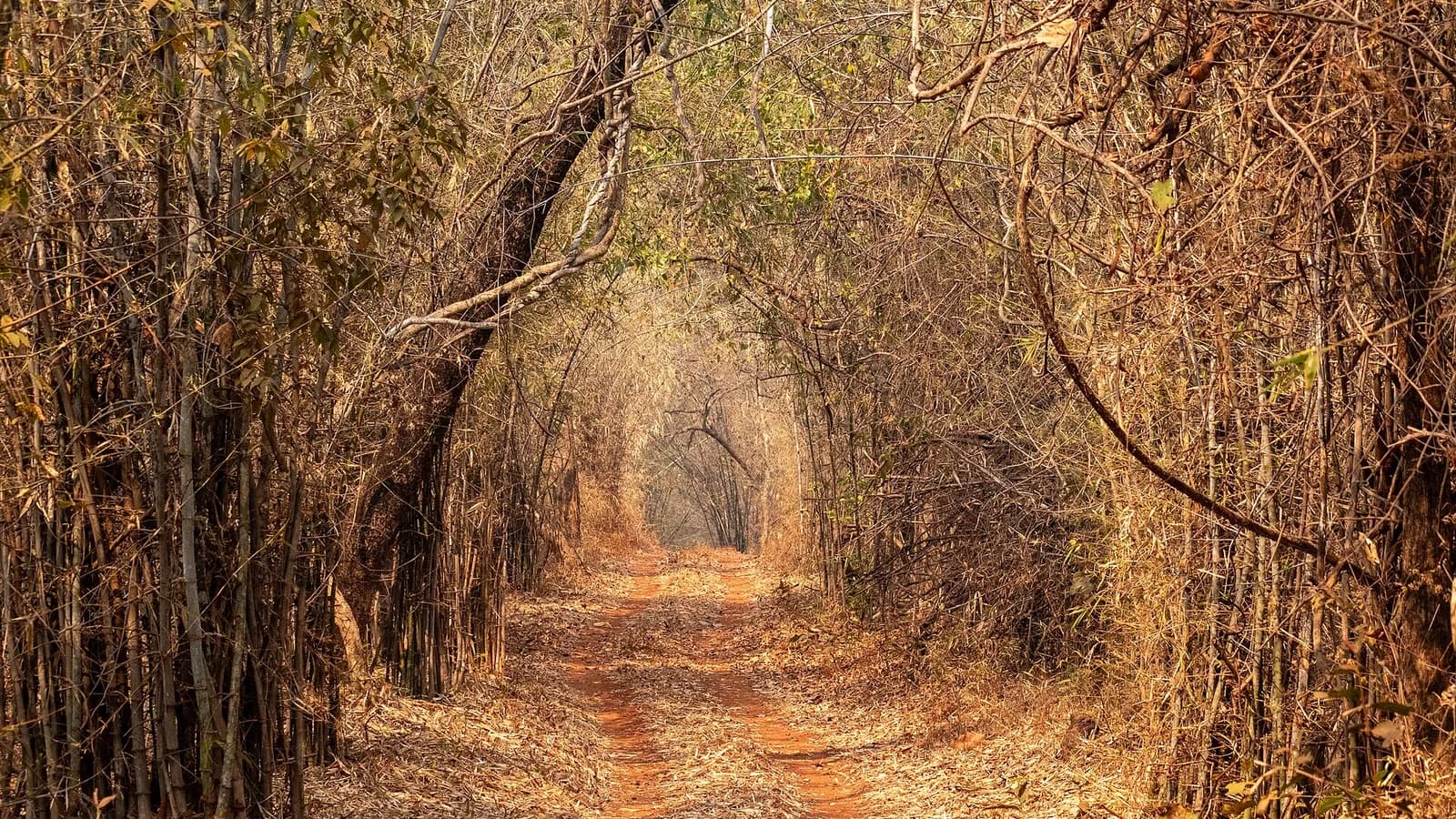 Why Tadoba's Kolara Gate Suits a Self-Drive Start from Nagpur