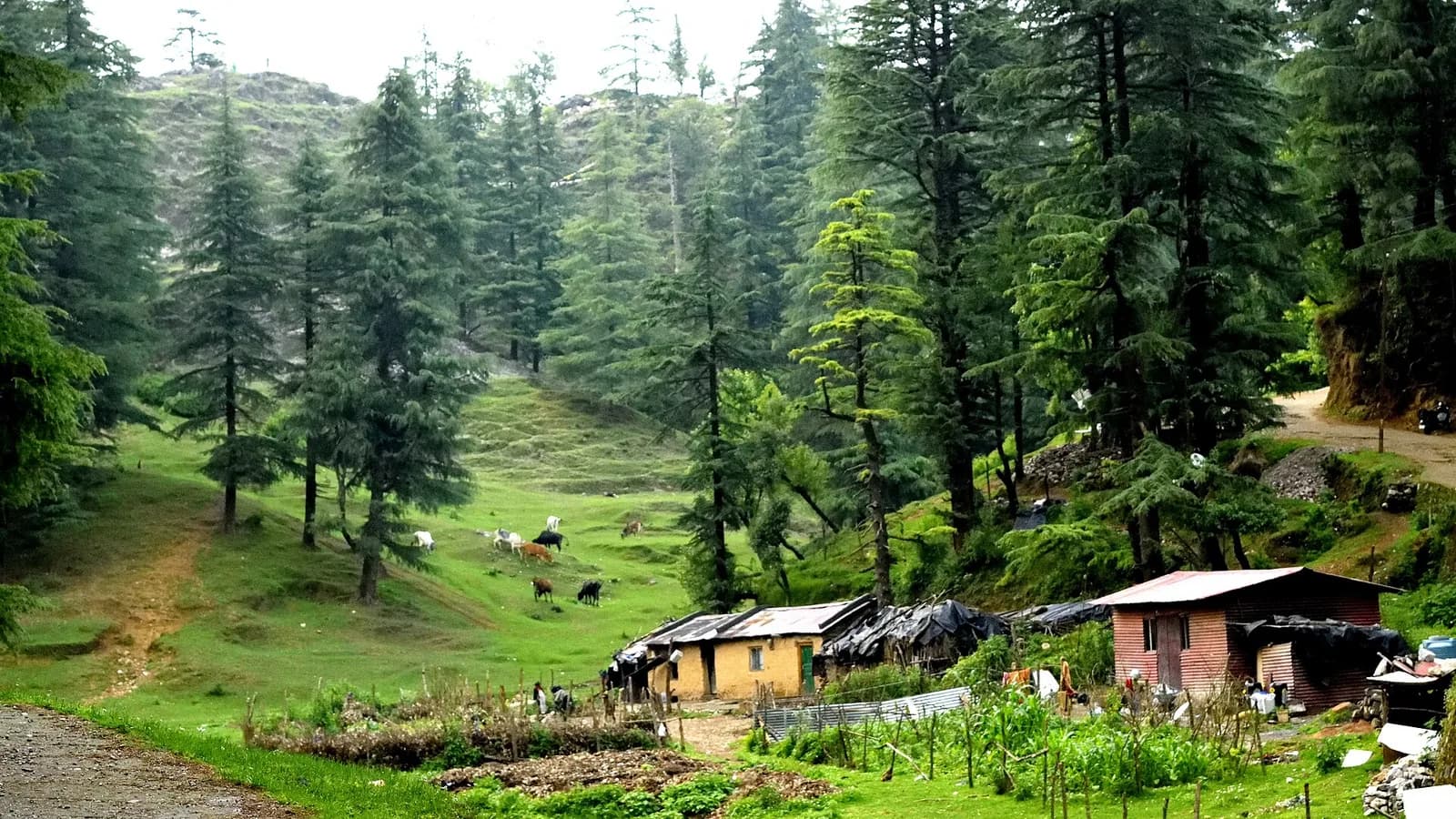 Mussoorie Runs Out at Cloud's End, Where Benog's Oak Forest Begins