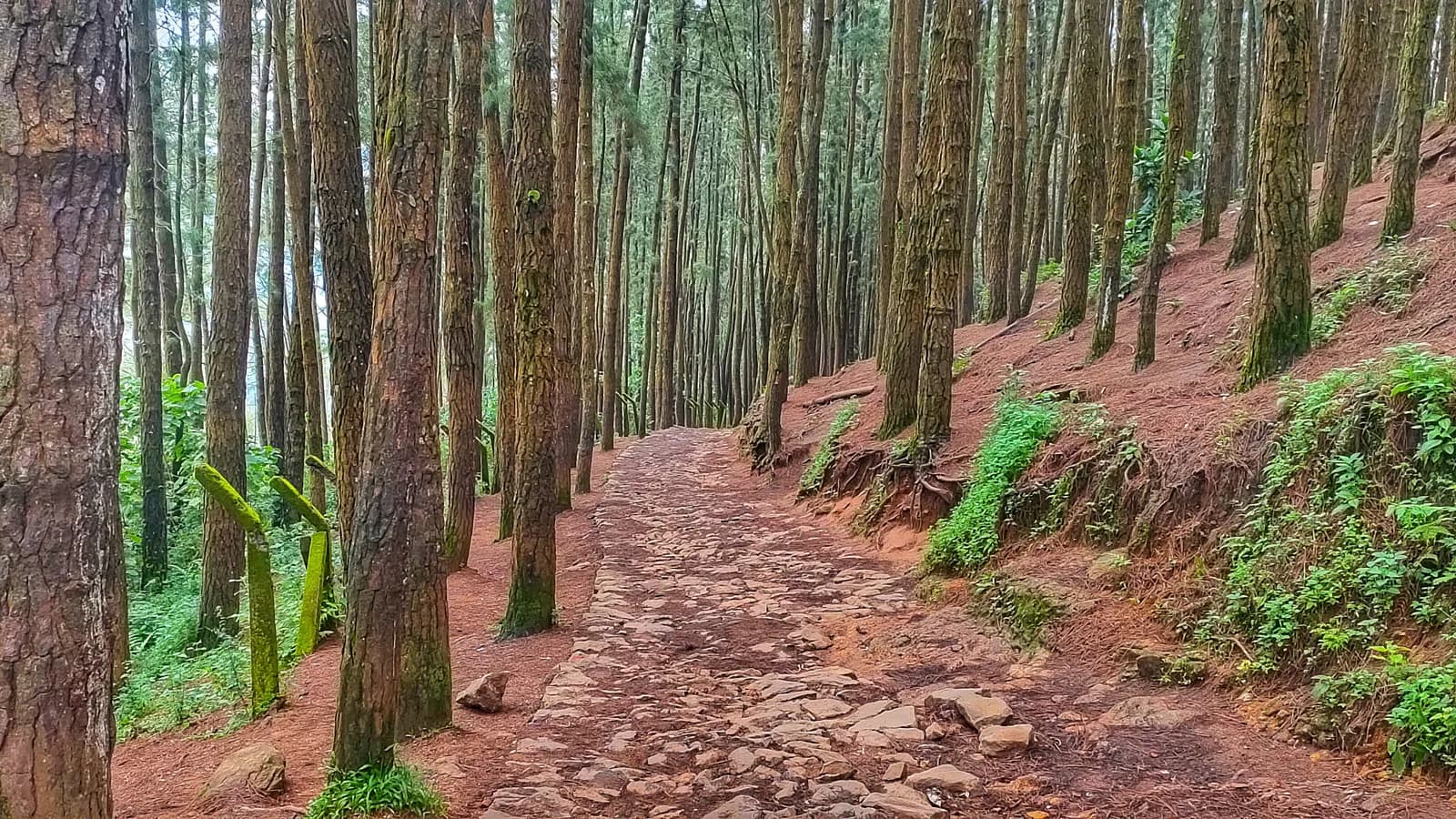 The Pines, Not the Glass Bridge, Make Vagamon a Cochin Car Day
