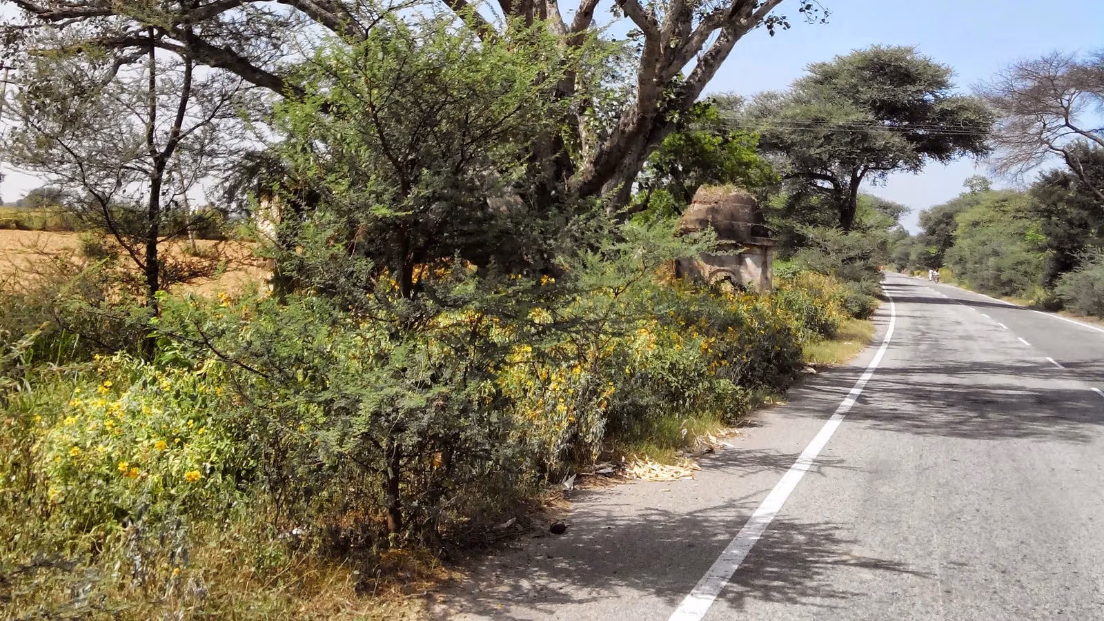 How a Canal's Overflow Became Haryana's Largest Wetland, a Drive from Rohtak