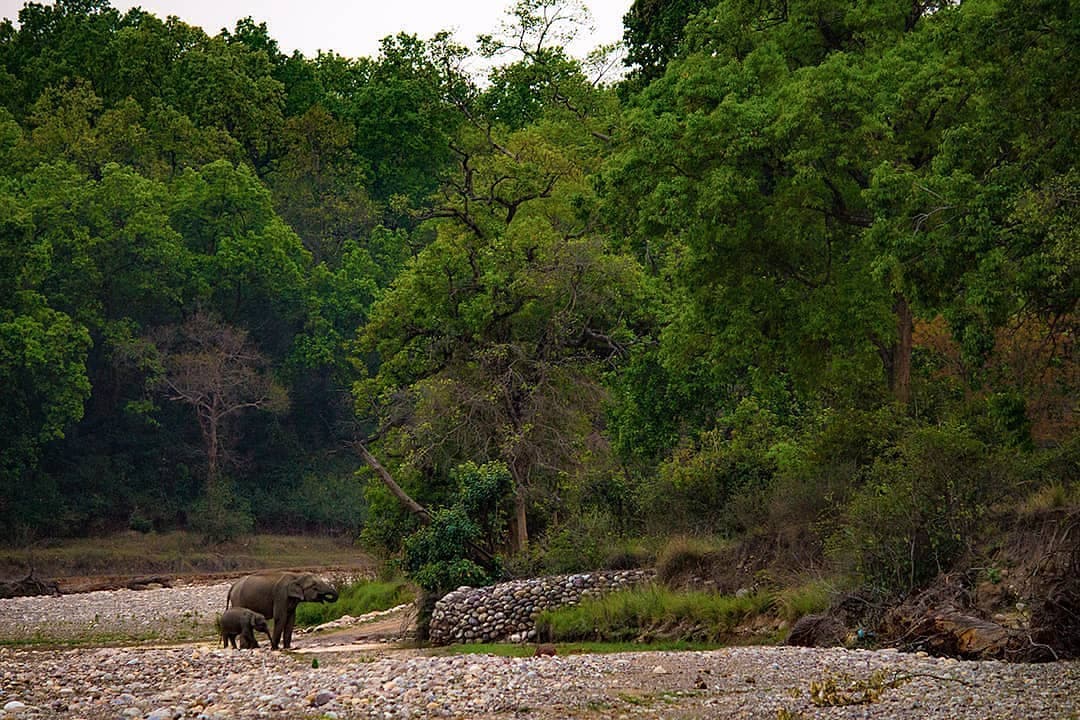 Rajaji National Park (Chilla Gate)