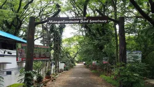Mangalavanam Bird Sanctuary