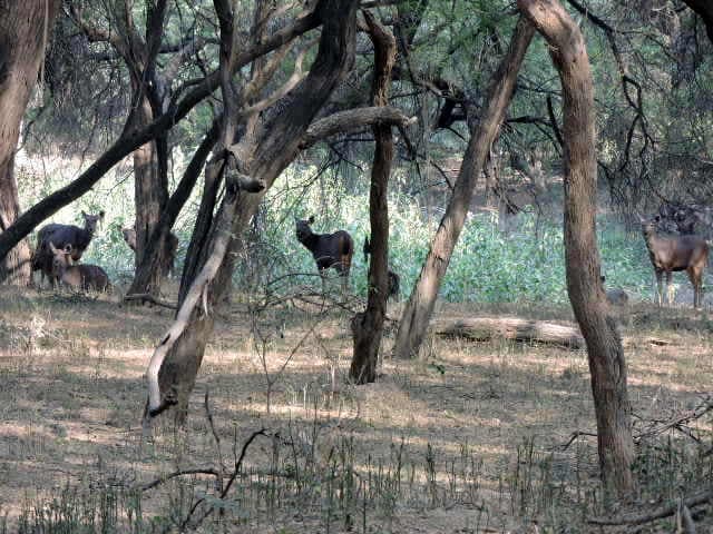 Drive to the Sukhna Wildlife Sanctuary