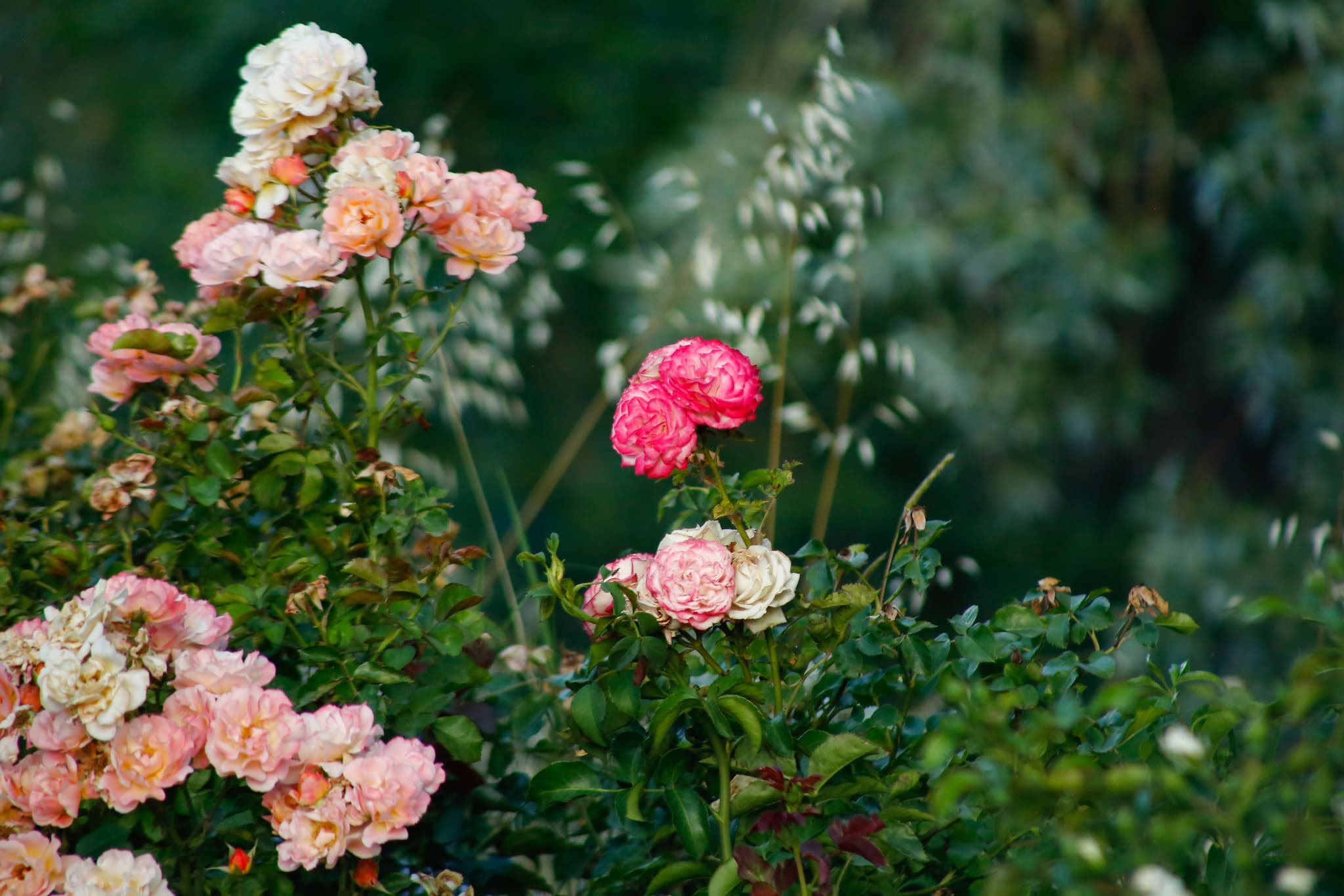 Rose Garden