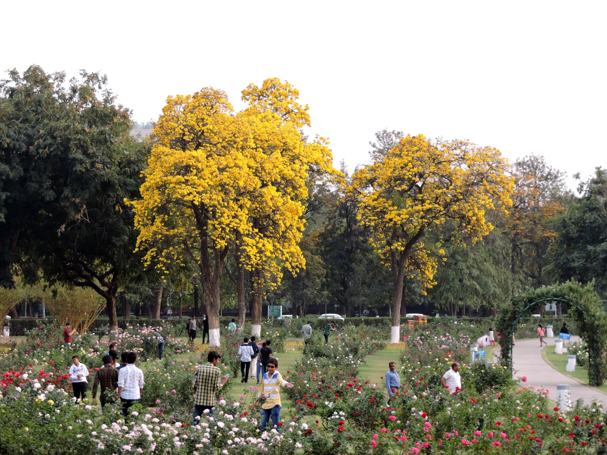 Explore the Rose Garden