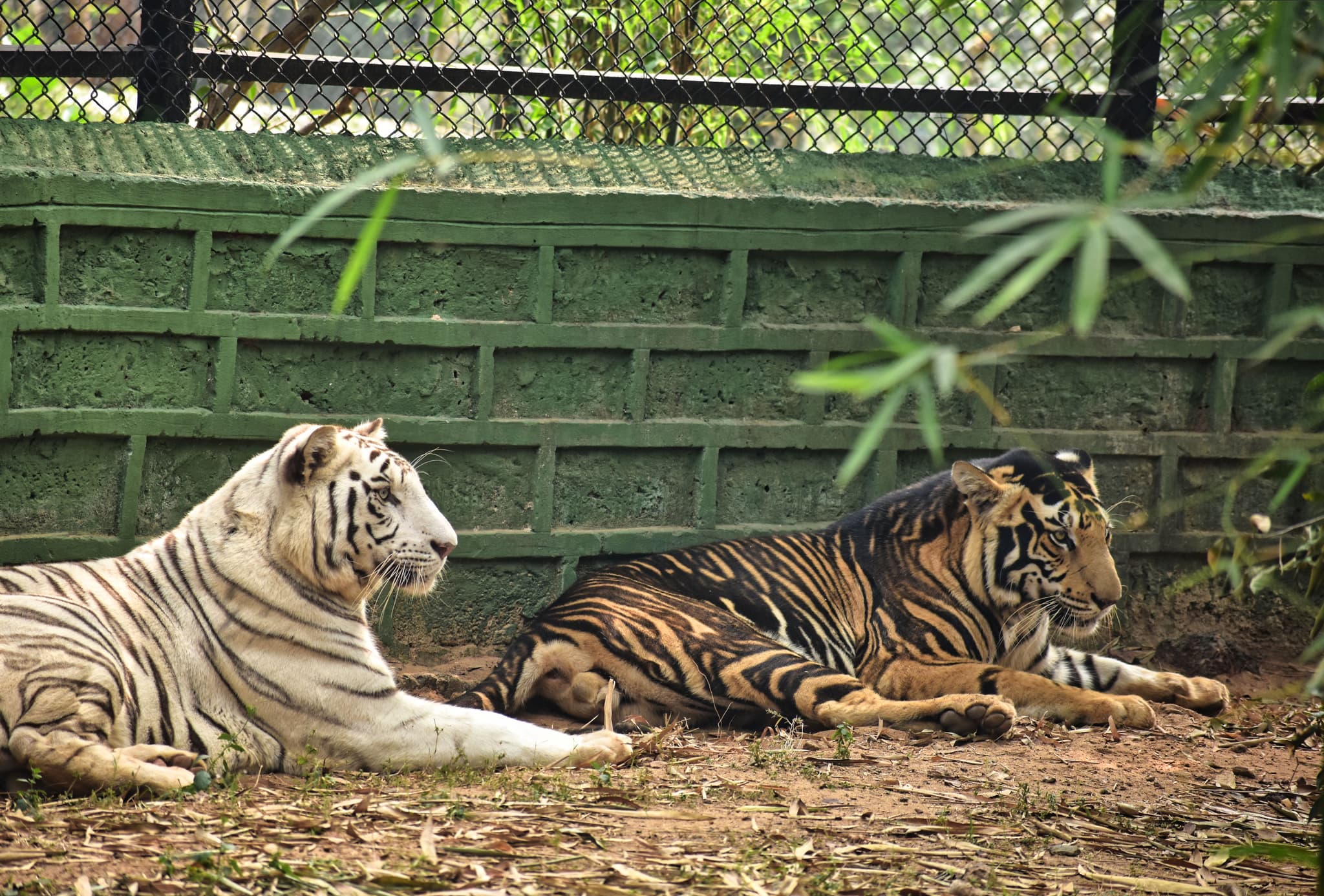 Nandankanan Zoological Park near Bhubaneswar — top place to explore on a Hire N Ride trip