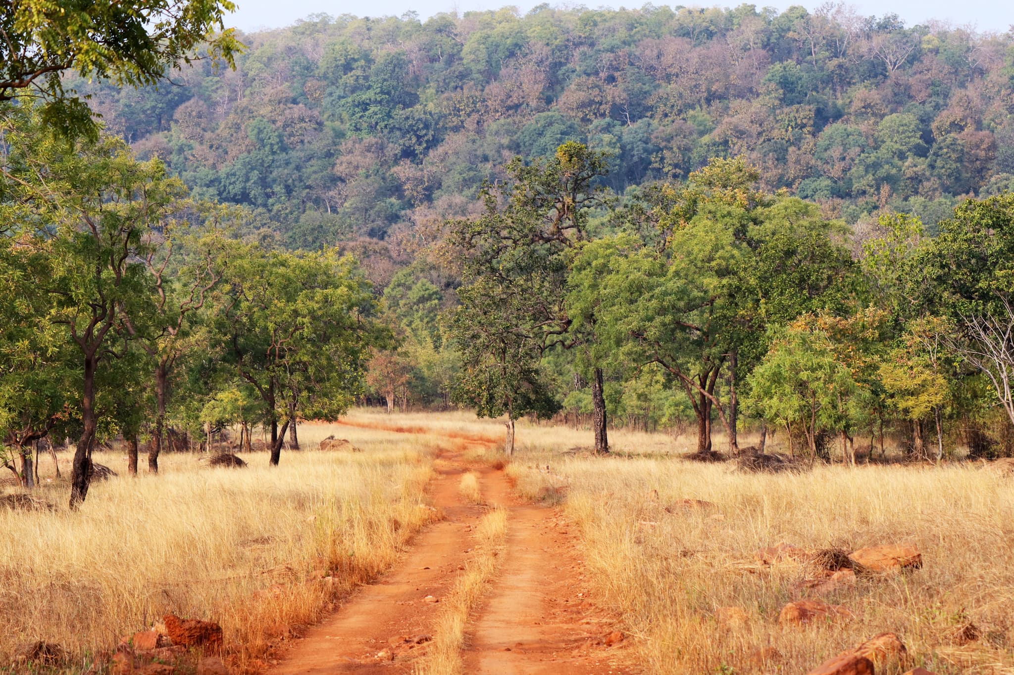 Pench National Park near Nagpur — top place to explore on a Hire N Ride trip