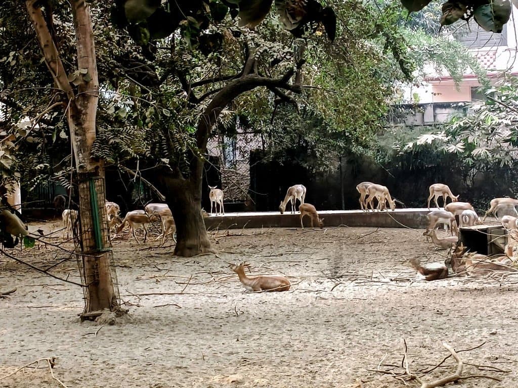 A Day Out at Maharajbagh Zoo & Botanical Garden in Nagpur — things to do on a Hire N Ride trip
