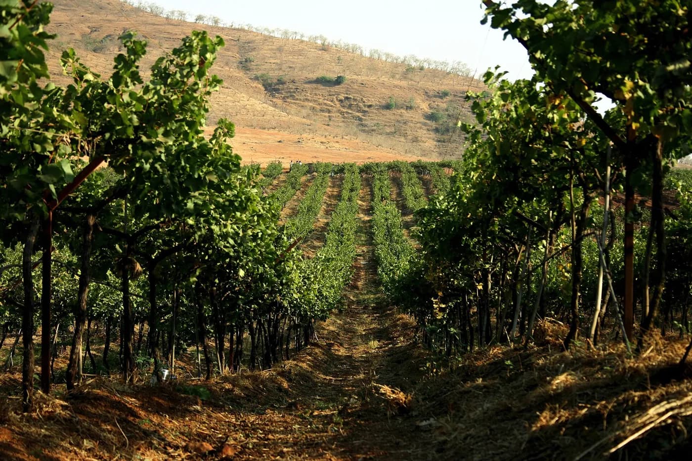 Vineyard Afternoons in Nashik — things to do on a Hire N Ride trip