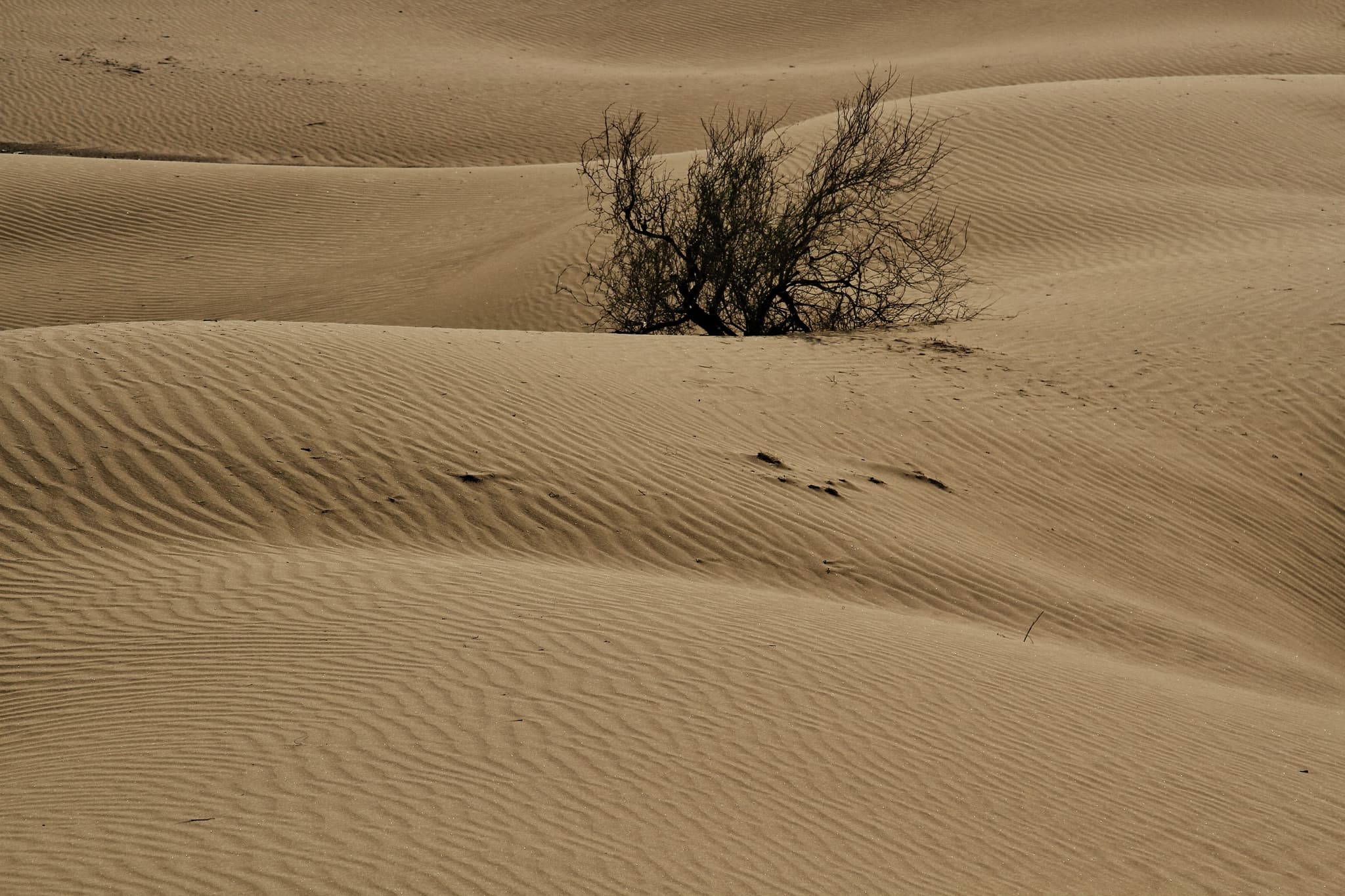 Capture the Desert Landscape in Sri Ganganagar — things to do on a Hire N Ride trip