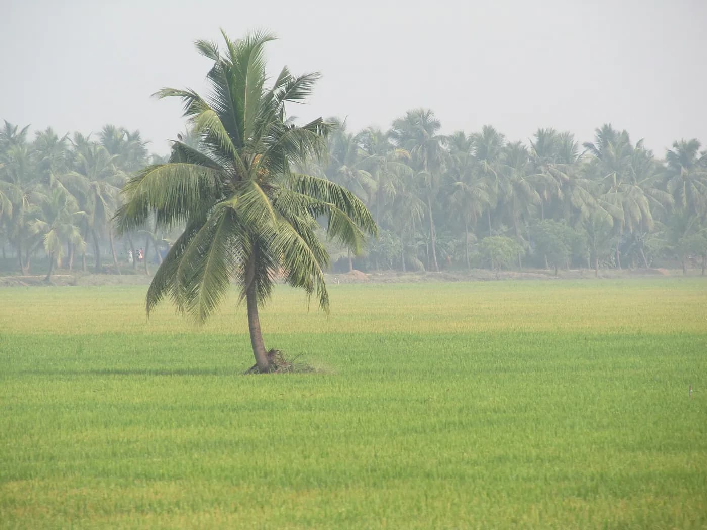 Paddy Fields Towards Bhimavaram in Narasapuram — things to do on a Hire N Ride trip