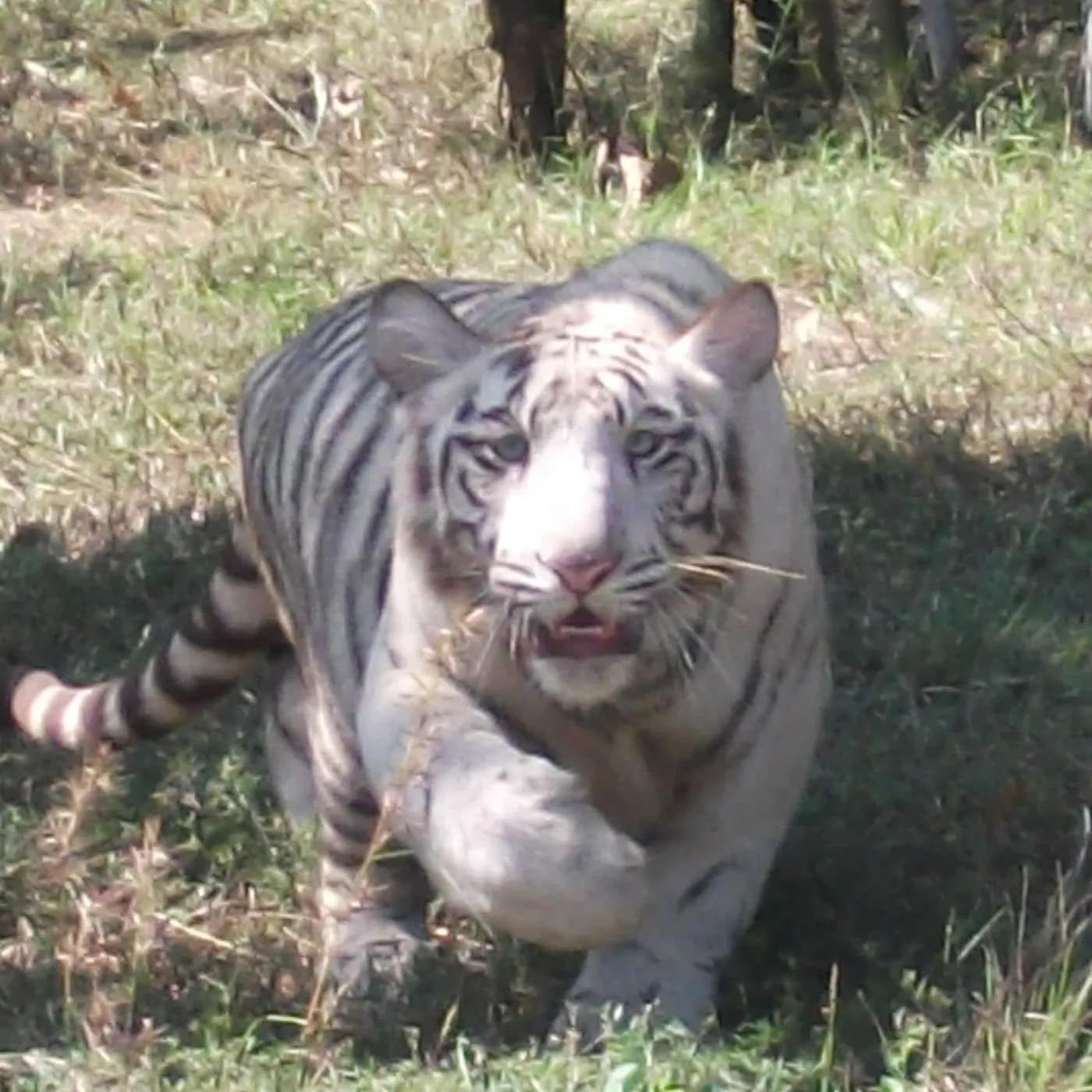 Family Day at the Zoo in Tirupati — things to do on a Hire N Ride trip